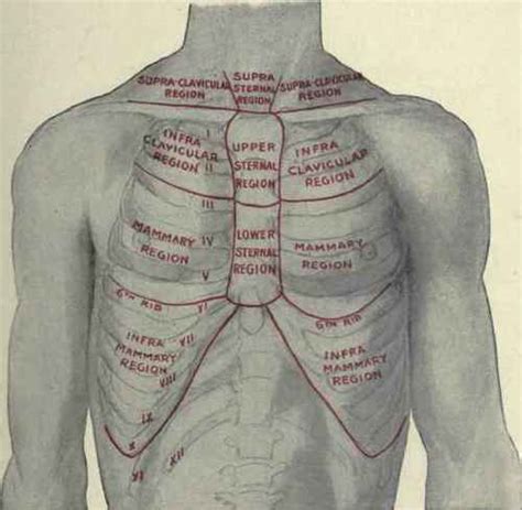 chest medical term.